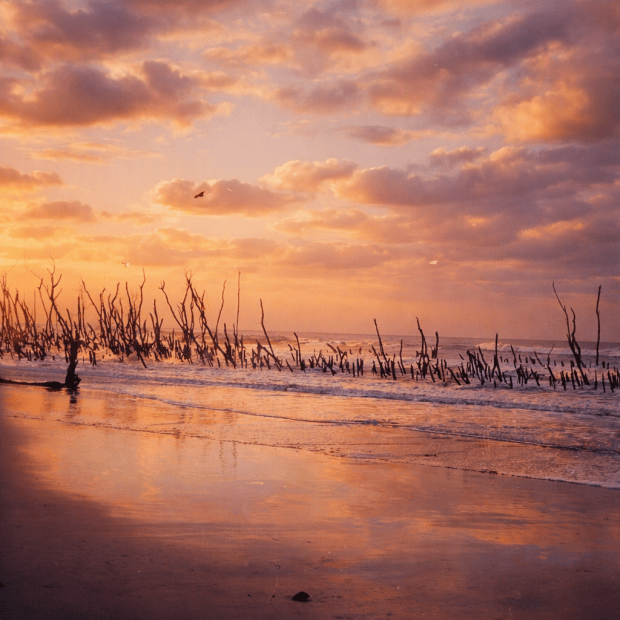 This image shows a number of thin tree trunks sticking up in shallow water at sunset.